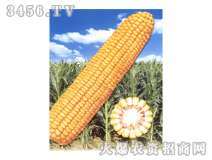 登海11號 登海11號