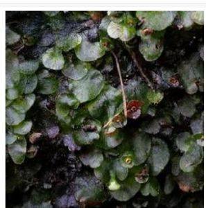 盾形單葉假脈蕨 盾形單葉假脈蕨