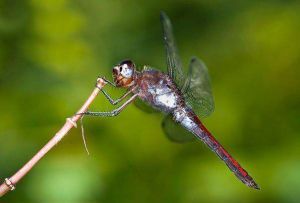大力神蜻蜓 大力神蜻蜓