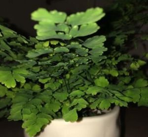 鐵線蕨(原變型) 鐵線蕨(原變型)