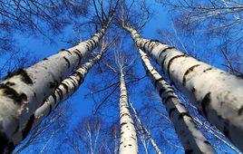 樺樹液[產品原料]