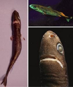 硬背侏儒鯊 硬背侏儒鯊