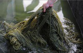 染色粉條 染色粉條