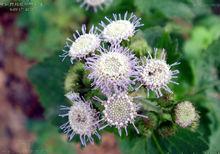 臭草[禾本科臭草屬植物]