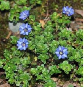 直萼龍膽 直萼龍膽