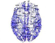 首張完整的高清晰度人類大腦皮層地圖