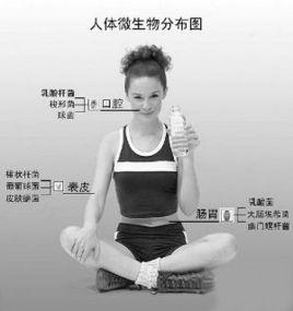 人體菌群分布圖 人體菌群分布圖