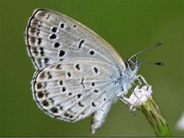 酢漿灰蝶 酢漿灰蝶