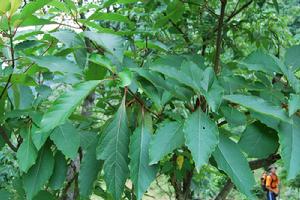 植物資源的分布