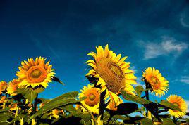 向日葵[巡音ルカ演唱歌曲]