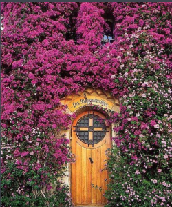 普羅旺斯-薰衣草的海洋