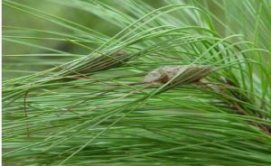 馬尾松毛蟲（蛹）