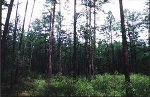 棕色針葉林土 棕色針葉林土