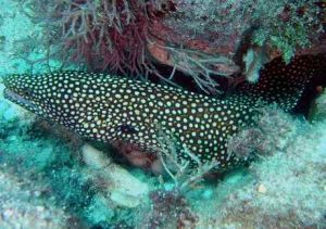 白口裸胸鯙 白口裸胸鯙