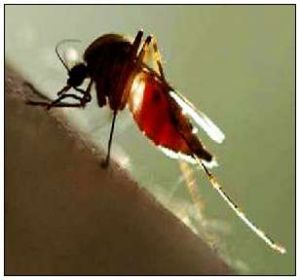 大劣按蚊 大劣按蚊