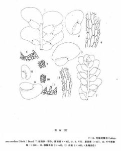 列胞疣鱗苔 列胞疣鱗苔