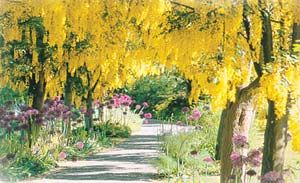 蘇格蘭金鍊花樹