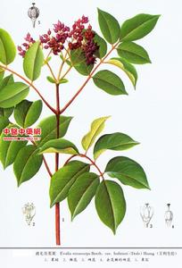 波氏吳萸 波氏吳萸