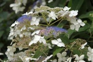 松潘繡球 松潘繡球