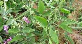 竹葉馬豆 竹葉馬豆