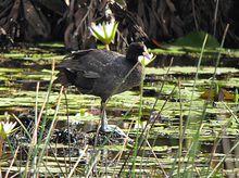 白骨頂雞指名亞種(圖2)