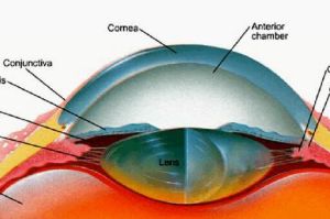 鞏膜靜脈竇 鞏膜靜脈竇