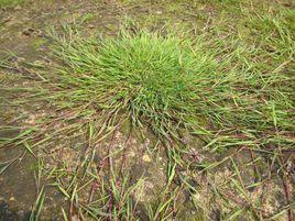 匍匐剪股穎 匍匐剪股穎