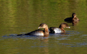 斑嘴巨鸊鷉 斑嘴巨鸊鷉