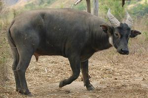 菲律賓水牛