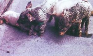 仔豬葡萄球菌性皮炎