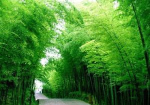 桃花江竹海 桃花江竹海