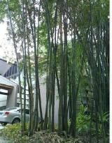 囊稃竹屬 囊稃竹屬