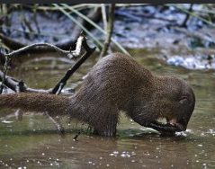 沼澤獴Marsh mongoose