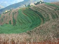 梯田