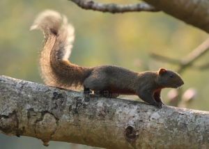 赤腹松鼠台北亞種 赤腹松鼠台北亞種