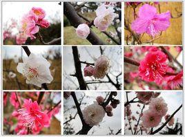 青島梅花節 青島梅花節