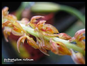 窄苞石豆蘭 窄苞石豆蘭