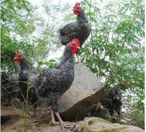 上海恩祈家禽養殖專業合作社 上海恩祈家禽養殖專業合作社