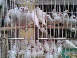 廣州芳村花鳥魚蟲大世界 廣州芳村花鳥魚蟲大世界