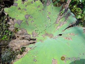 蓮藕尾孢褐斑病 蓮藕尾孢褐斑病