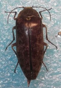 擎爪泥甲科 擎爪泥甲科