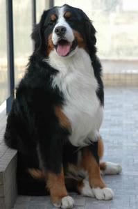 Bernese Mountain Dog