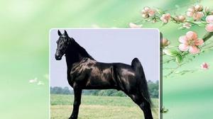 田納西走馬 田納西走馬