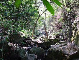 南京市青龍山林場 南京市青龍山林場