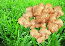 生薑[常用調味植物]