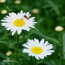 三脈紫菀(原變種) 三脈紫菀(原變種)