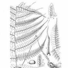 貞豐蹄蓋蕨 貞豐蹄蓋蕨