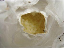 蜘蛛養殖 蜘蛛養殖