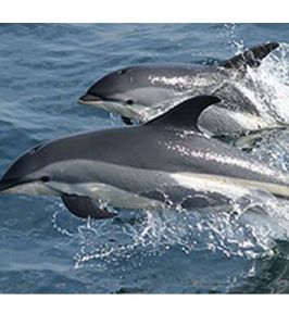 白吻斑紋海豚
