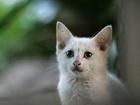 貓泛白細胞減少症